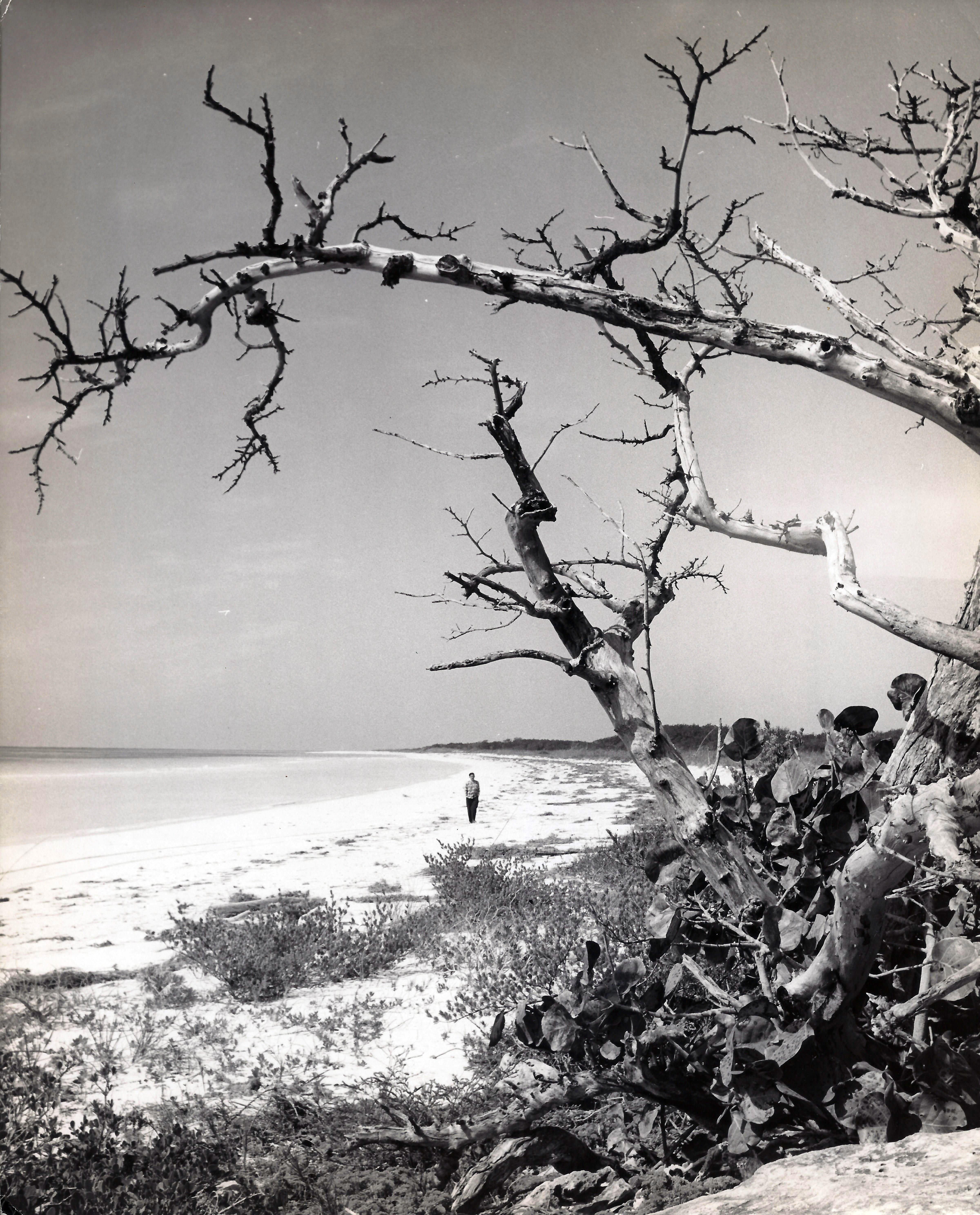 Grand Bahama Beach by Roland Rose, 1960's